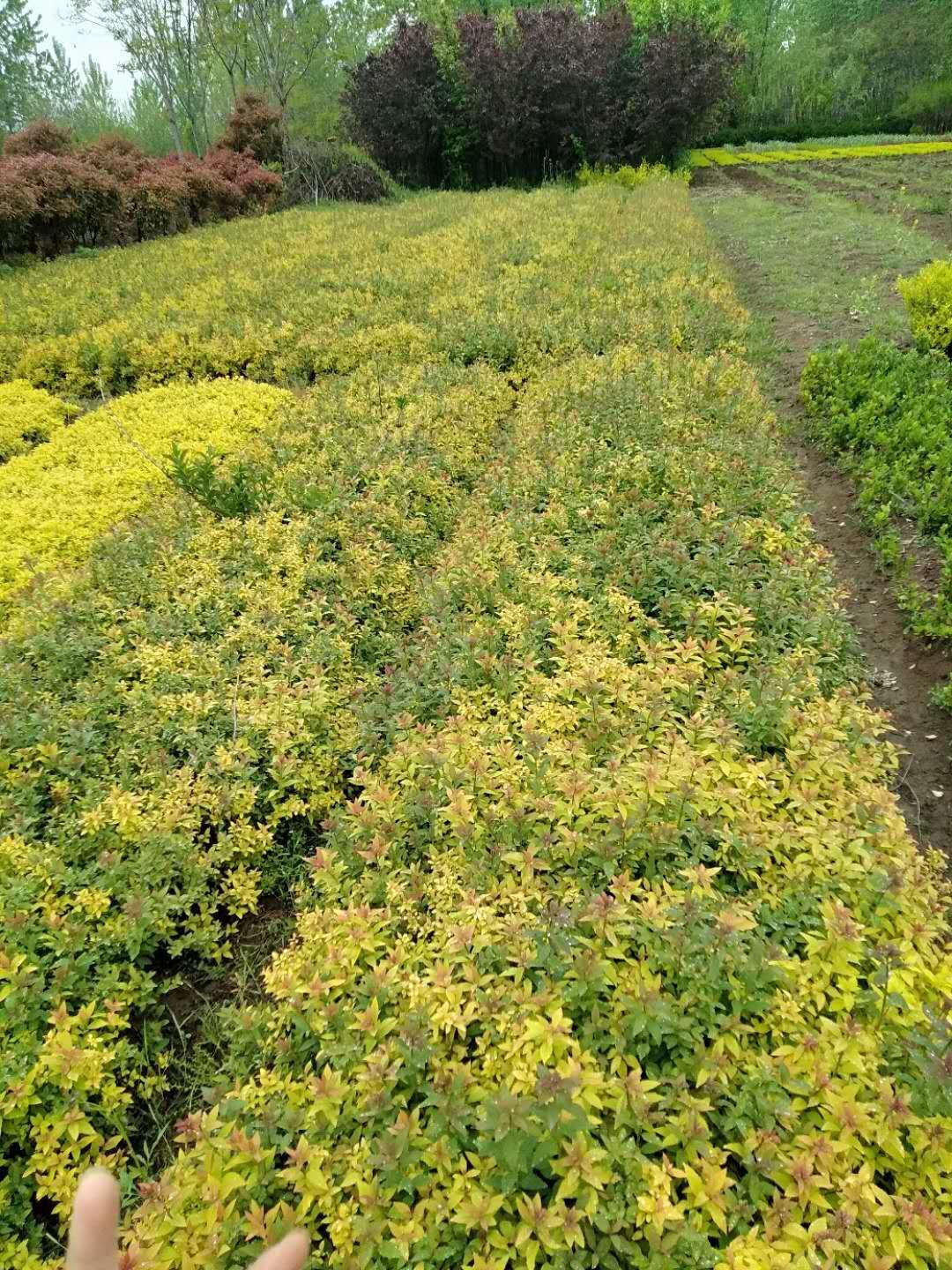  江苏省工程绿篱金焰绣线菊金山绣线菊海量供应