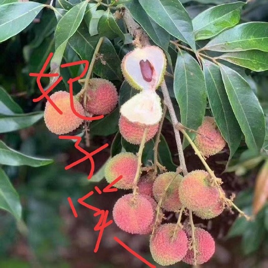 灵山县妃子笑荔枝苗  妃子笑水份多，易管理