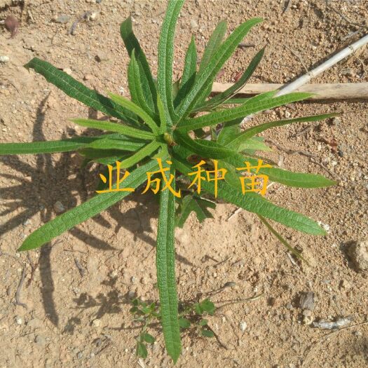 贺州五指毛桃苗