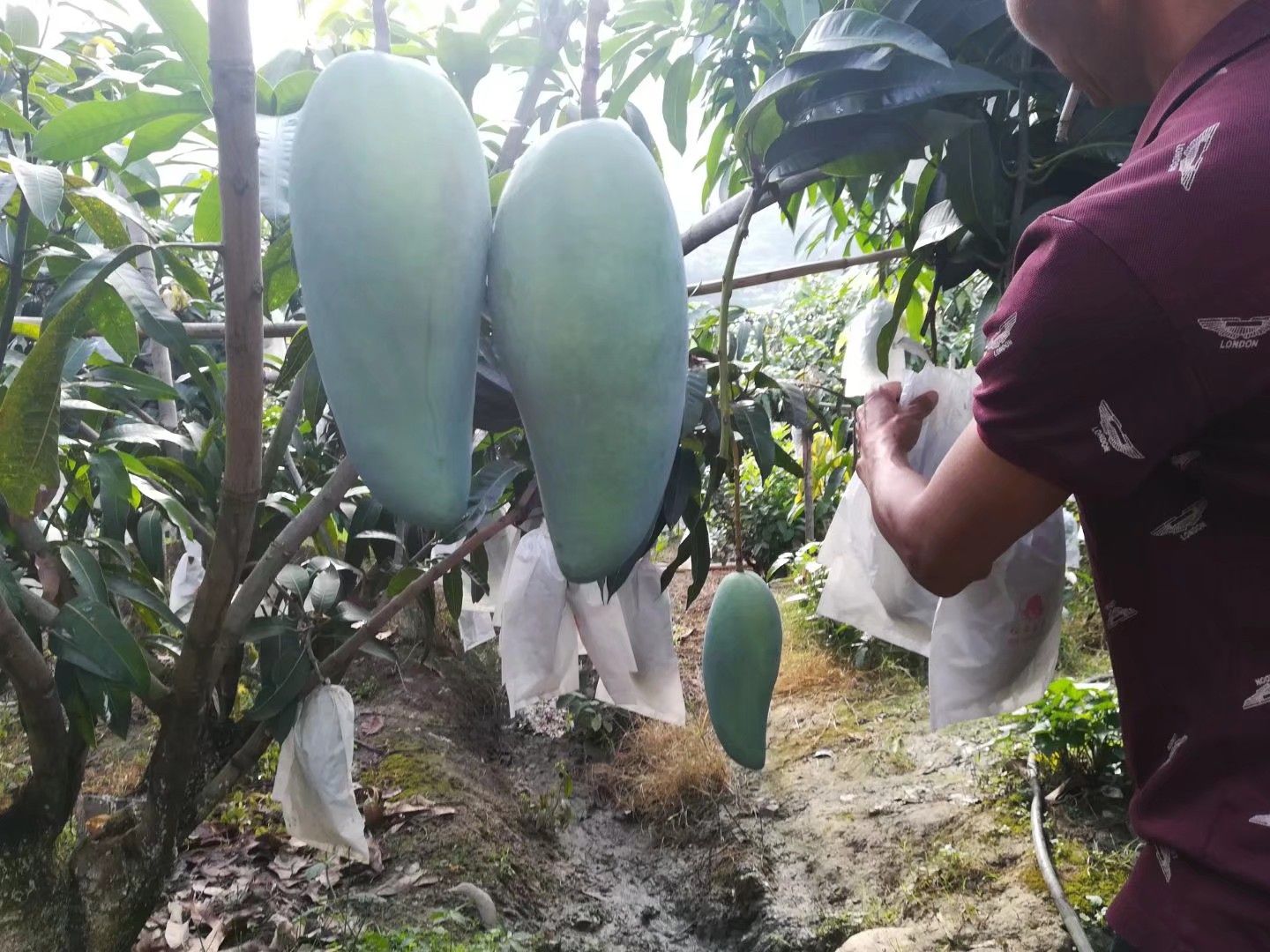 攀枝花金煌芒果 大青芒 支持一件代发  整车出货