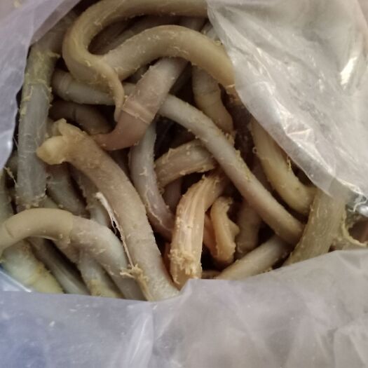 灵璧县牛鞭 熟牛鞭  新鲜现煮  纯干货   开袋即食 质量好