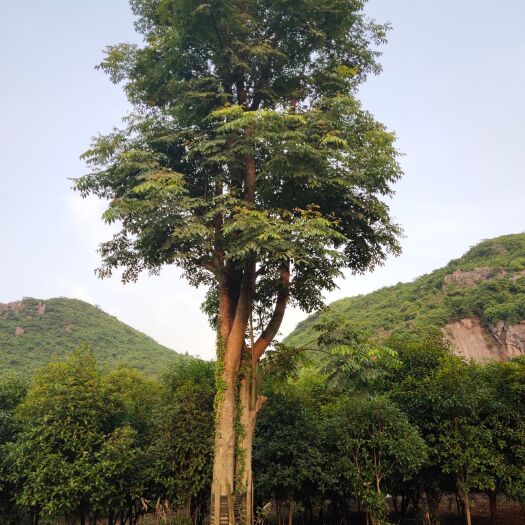 全州县 栾树 灯笼花 主杆栾树 丛生栾树 移植栾树