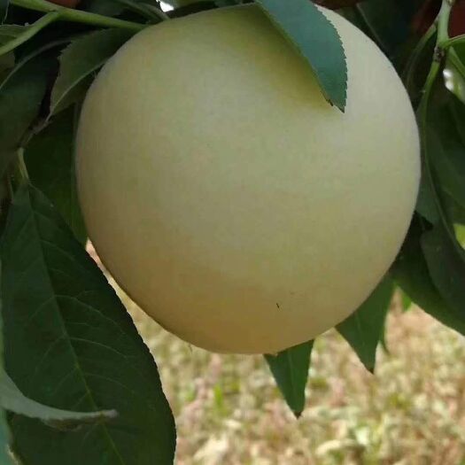 新沂市 水蜜桃