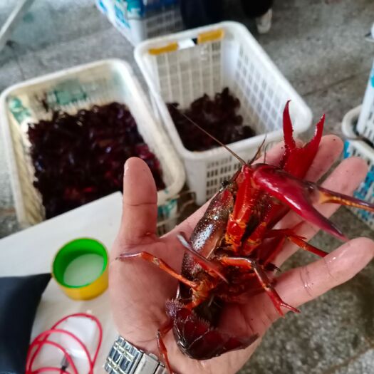 光山县清水小龙虾 两虾