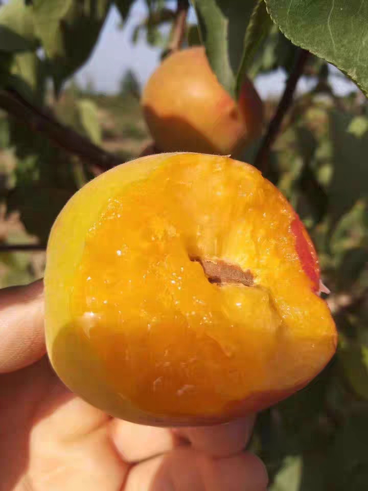 金太阳杏  陕西大黄杏酸甜可口。
