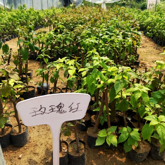 漳州 玫瑰红 重瓣粉,橙  怡景  三角梅  24小时现发货