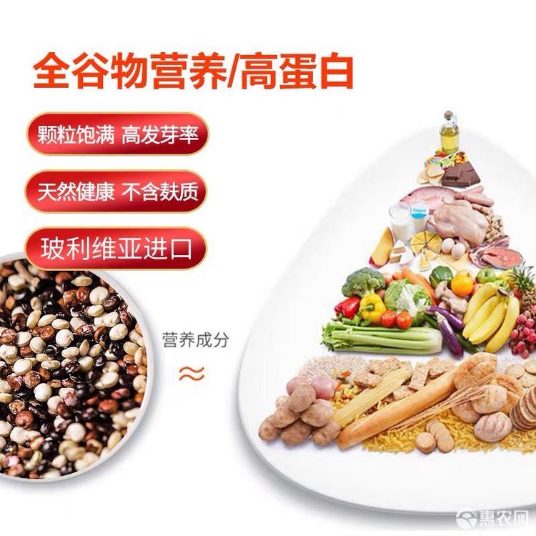  玻利维亚 三色藜麦 纯藜麦1斤包邮 品质保证