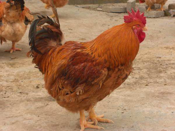 K9鸡苗  K9麻鸡苗，优良品种，诚信第一，成活率高，