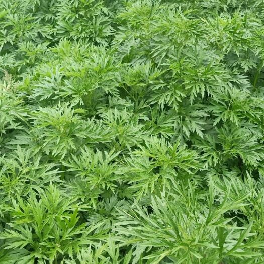 遂平县 益母草通货上市，寻找合作商！