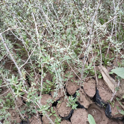 沙棘苗 沙棘杯苗出售，成活高，适应性强