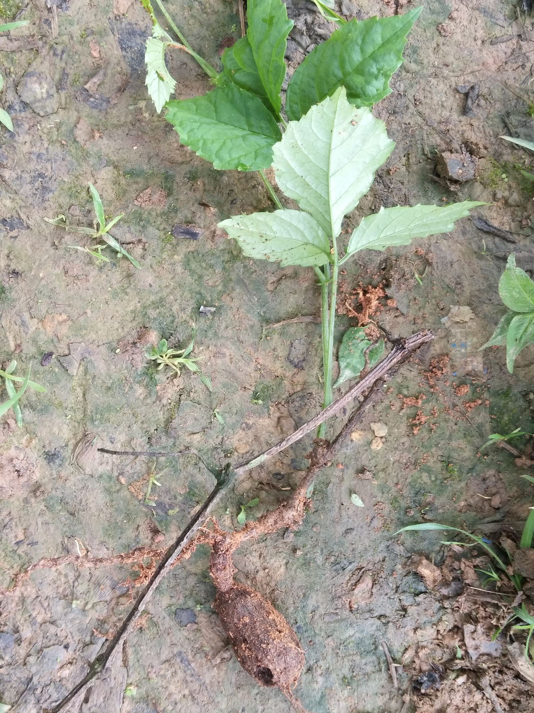 猪鬃草 双珠凤