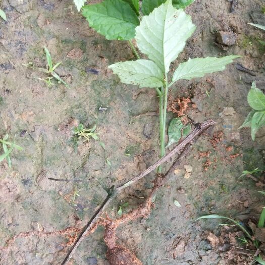 新宁县猪鬃草 双珠凤