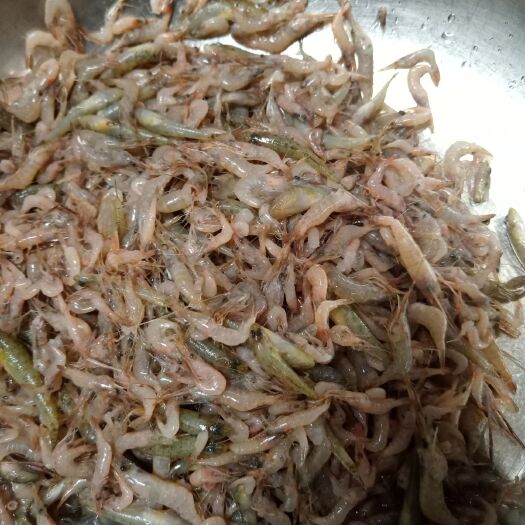 沈阳草虾 纯自然小河虾