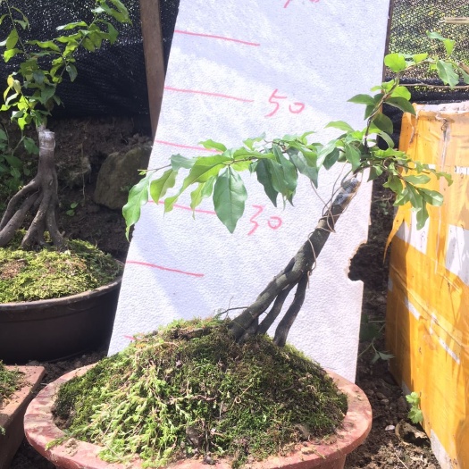 长阳县 品种嫁接金弹子提根盆景（花生果，血红柿饼果，葫芦果）数量不多