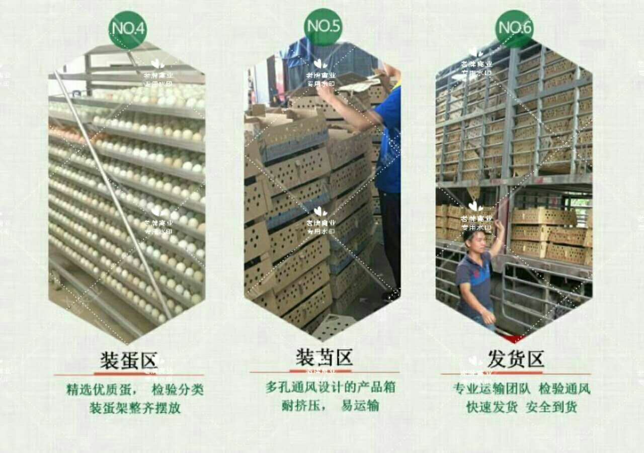  大种白鸭苗 桂柳白鸭苗 樱桃白鸭苗 质量保证包打疫苗疫