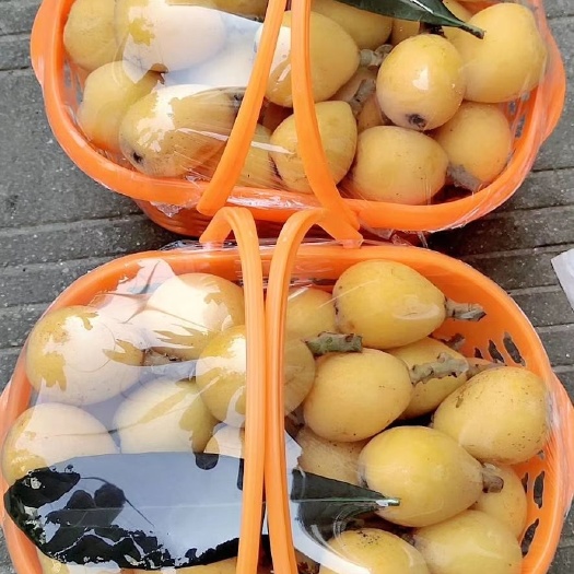 温岭市 开售了浙江台州温岭市枇杷.白沙入口即化酸甜可口，大红袍纯甜，