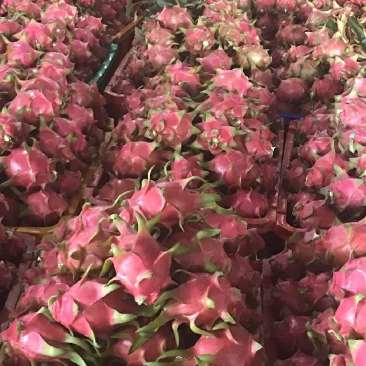 河口县红皮白肉火龙果 中（5-7两）