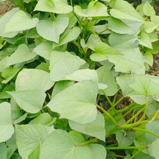 菏泽一点红番薯苗 常规种（原种） ≥99.5% ≥90%