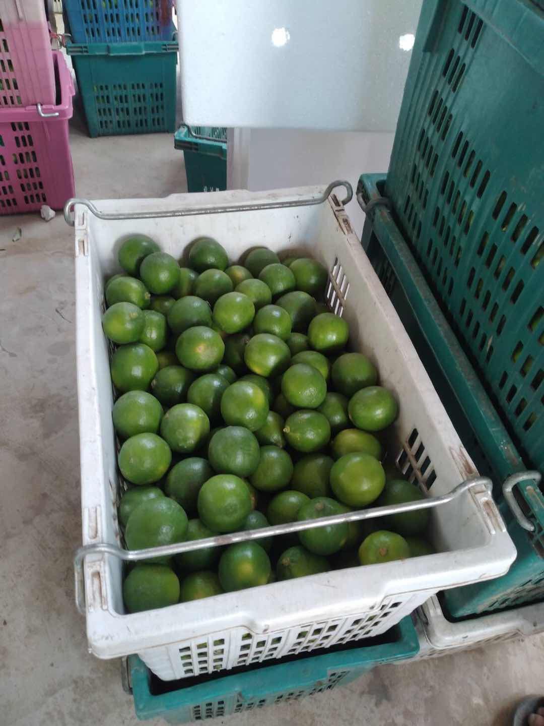  泰国香水无籽柠檬，单个65克以上果，口感清香