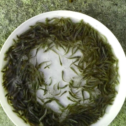 重庆市 泥鳅苗包成活技术指导