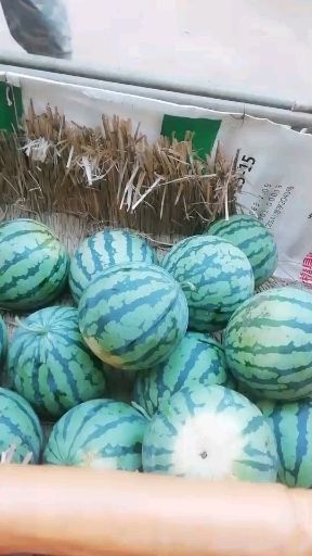 南宁甜王西瓜  甜王O，3号，5号