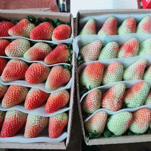 会泽县蒙特瑞草莓  蒙特瑞夏季草莓，天然环保，绿色无污染