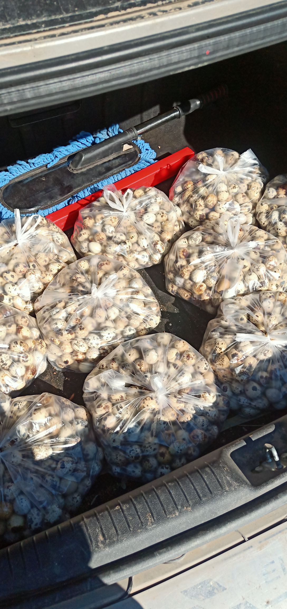 卤鹌鹑蛋 1个月