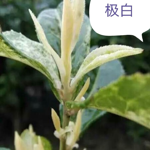 新安四号茶树苗  极白茶苗，新安四号，中白四号