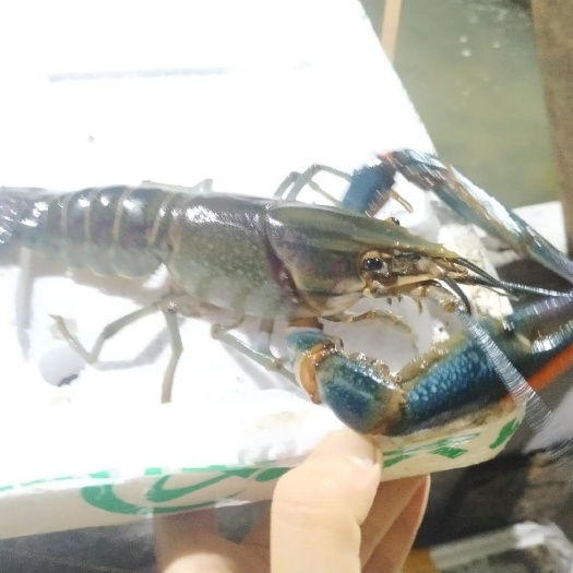 广州红螯螯虾  淡水澳洲龙虾澳洲淡水龙虾苗繁殖种虾活体宠物虾鱼塘养殖食用虾冷