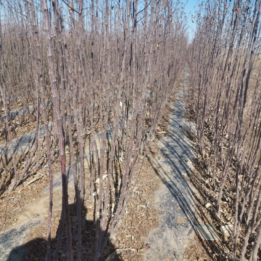 昌黎县苹果树苗  苹果苗，包技术指导，成活率高，可签订合同