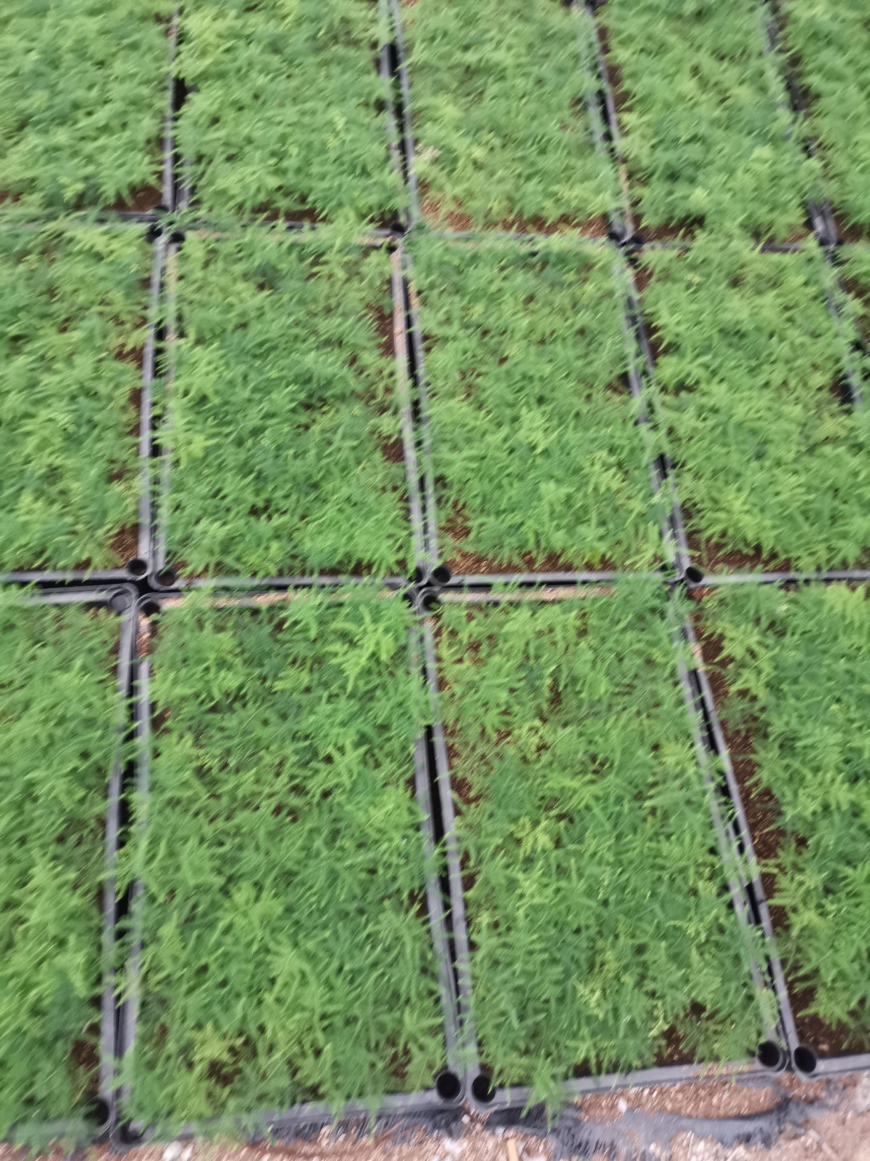  文竹苗 观叶植物蓬莱松平筛苗