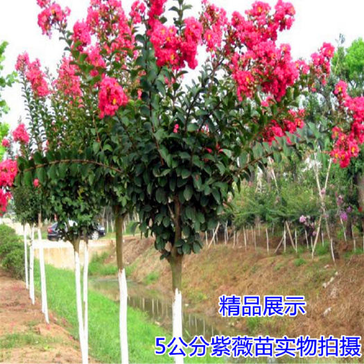 咸宁红花紫薇  紫薇  速生紫薇