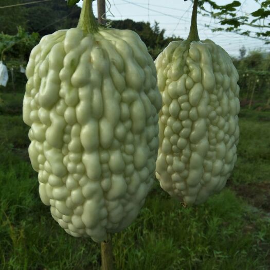 兴安县 原于的新型水果苦瓜，