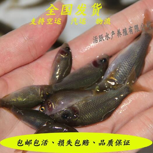 佛山 禾花鲤 稻花鱼 稻田鱼