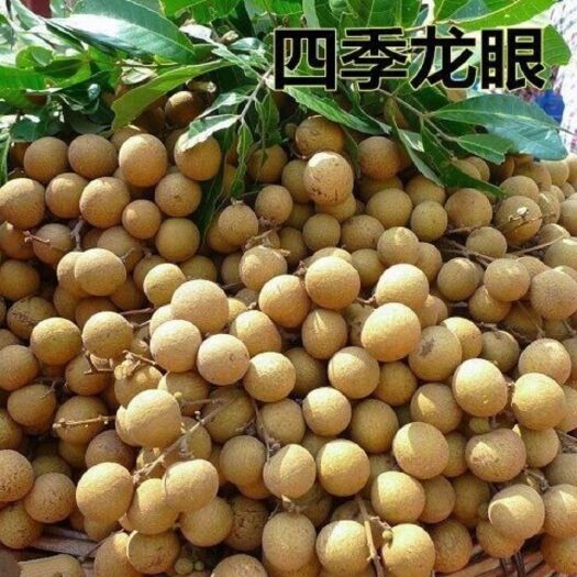 灵山县 四季龙眼苗 龙眼小杯苗 嫁接袋苗多分枝 当年开花丰产稳定