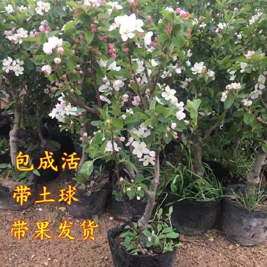 平邑县苹果盆栽  当年结果真正的红肉苹果 也能吃 南北方四季种植盆栽易成活