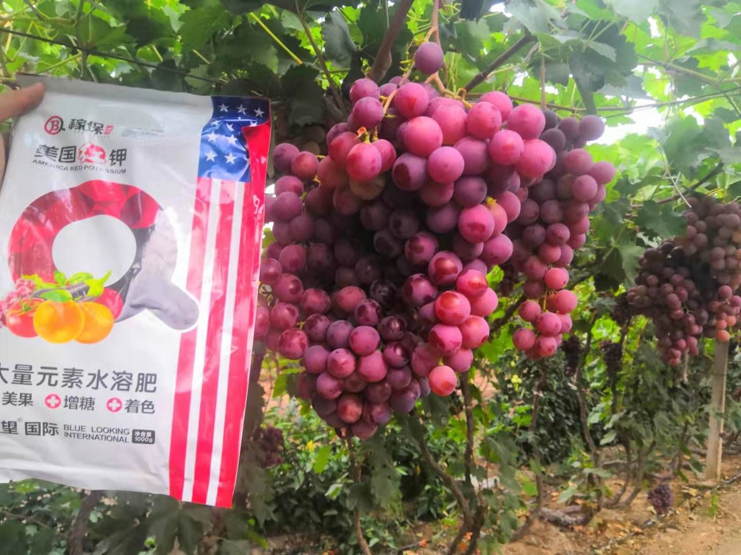 高钾叶面肥 美国红钾