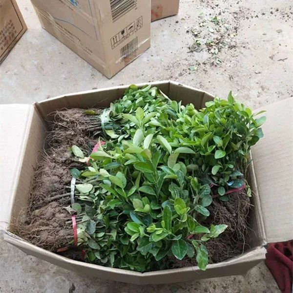 卫矛苗，卫矛床苗优质扦插小苗，根系发达，成活率高15-20