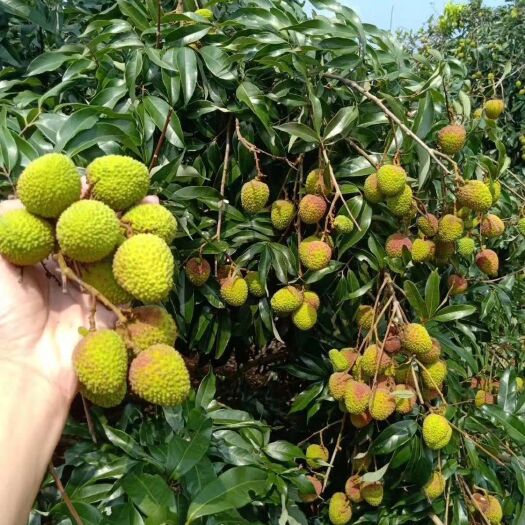 阳西县妃子笑荔枝  荔枝