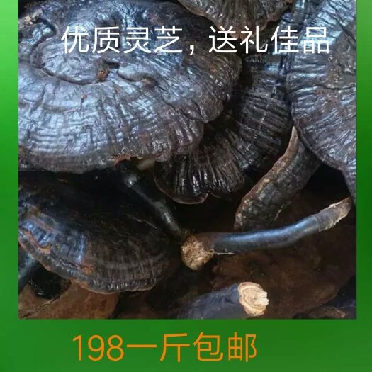 寻乌县 优质灵芝