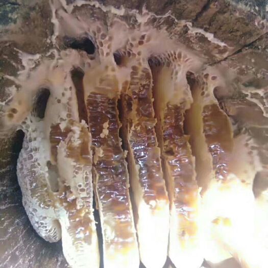 永德县 海拔1800米深山土蜂蜜，巢蜜