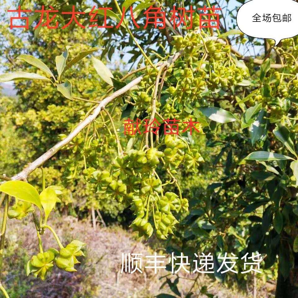 八角树苗，营养杯嫁接苗矮化高产