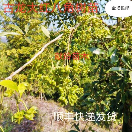 藤县八角树苗，营养杯嫁接苗矮化高产