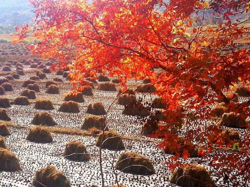 长粒香  五常大米（非2号）包邮，诚邀合作，共同发展。