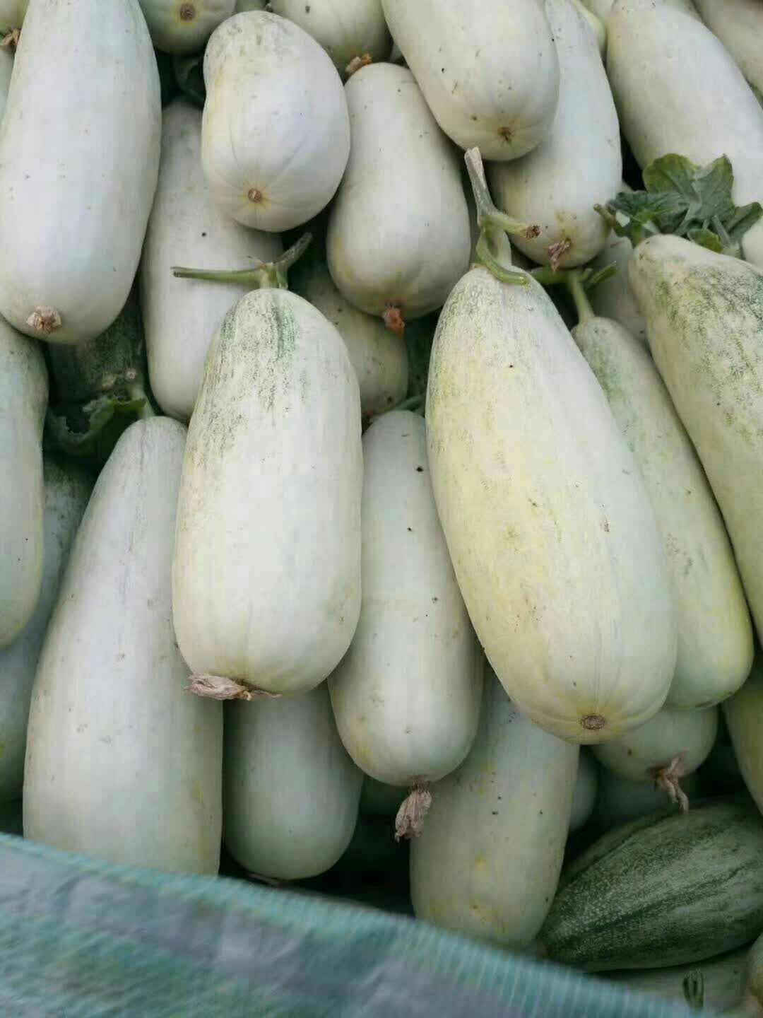  博洋甜瓜,糖度13.以上