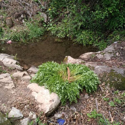 西峡县 山泉水野水芹菜，不施肥，不打药，非人工种植，健康农家野菜