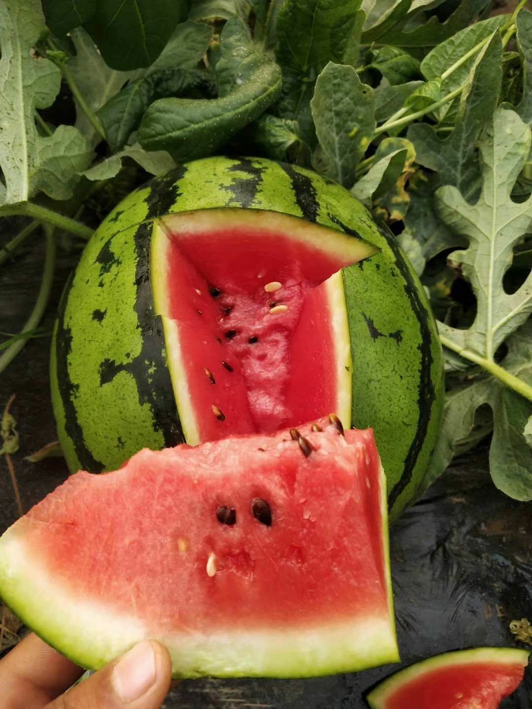 甜王西瓜 8斤打底 8成熟 1茬