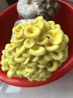 平邑县榆黄蘑菌种 榆黄菇菌种