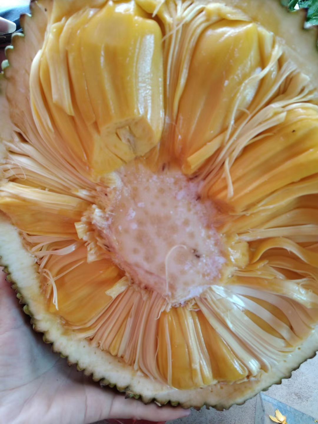 马来西亚一号菠萝蜜苗