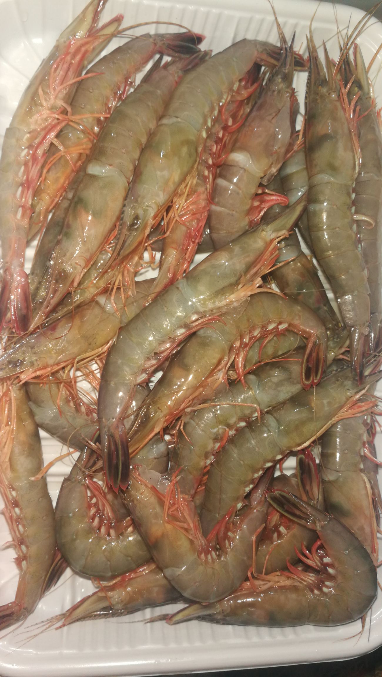 深海海鲜 ～生～深海活动剑虾